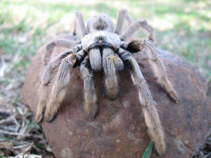 Crew wisselt van vliegtuig door vermiste tarantula