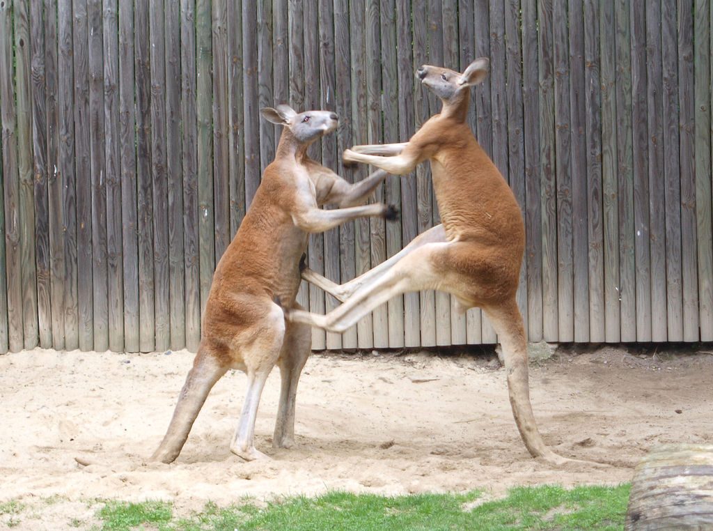 Qantas: hevige concurrentie op ‘Kangaroo route’