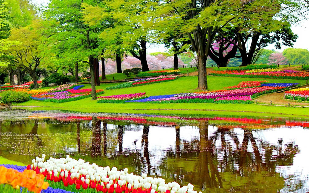 Speciale bus brengt toeristen van Schiphol naar Keukenhof